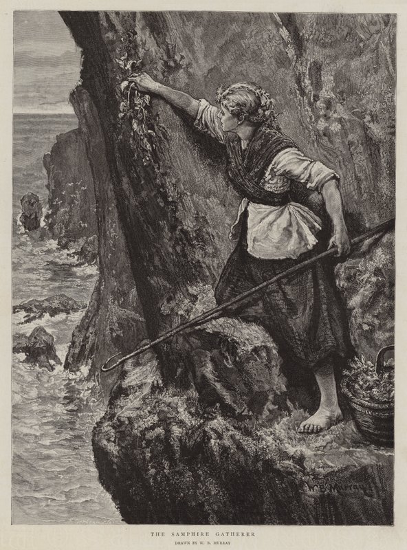 Samphire Toplayıcı by William Bazett Murray