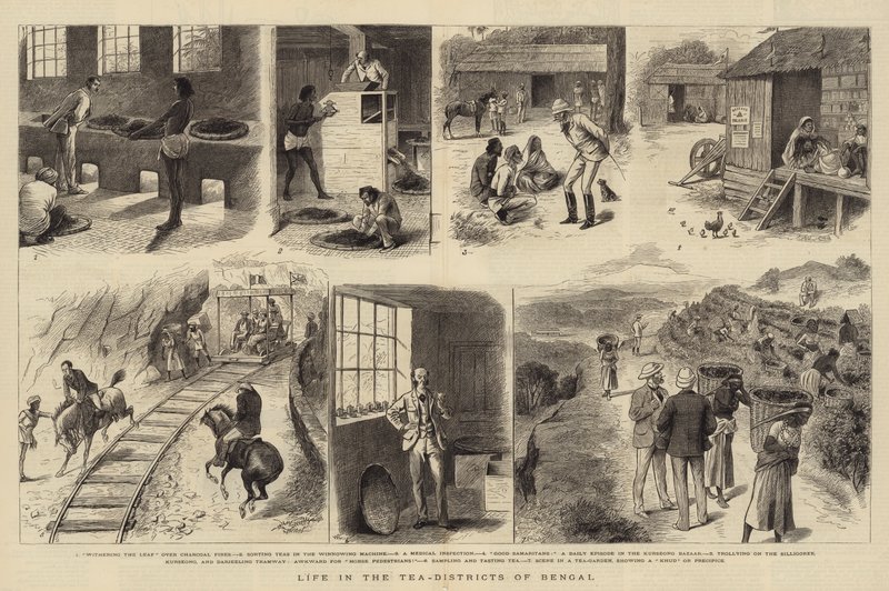Bengal Çay Bölgelerinde Yaşam by William Ralston
