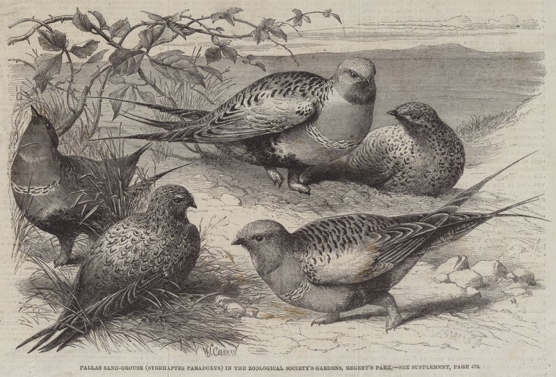 Pallas Sand-Grouse (Syrrhaptes paradoxus) Zooloji Derneği