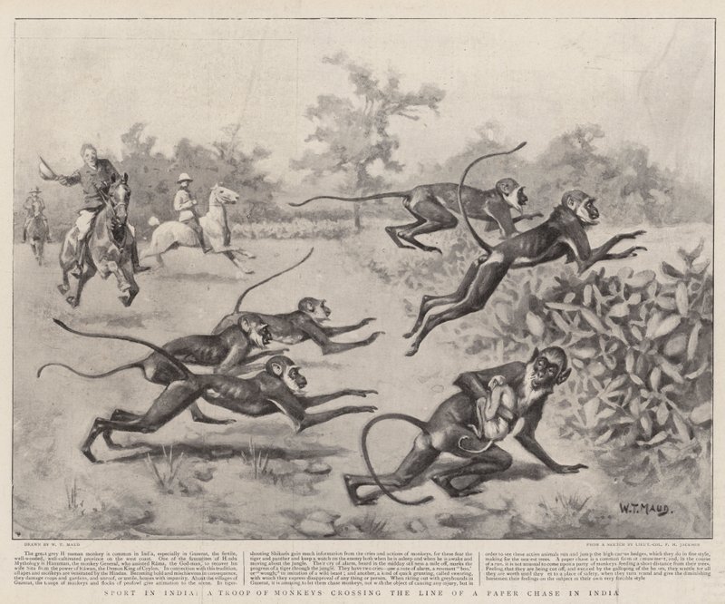 Sport in India, a Troop of Monkeys crossing the Line of a Paper Chase in India  by William T. Maud