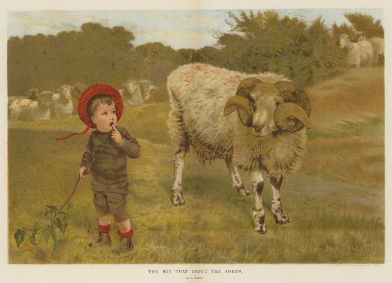 Koyunları süren Çocuk (chromolitho) by William Weekes