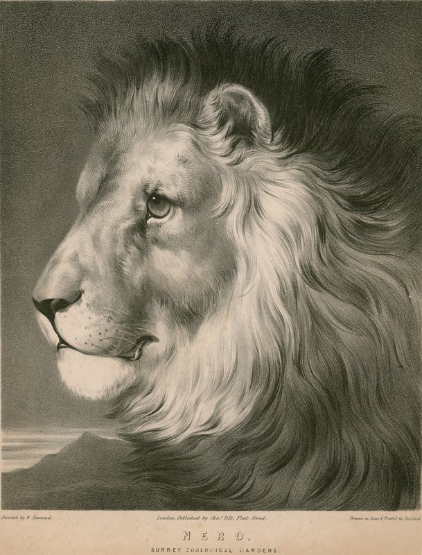 Aslan Nero, Surrey Hayvanat Bahçeleri, Londra by William Barraud