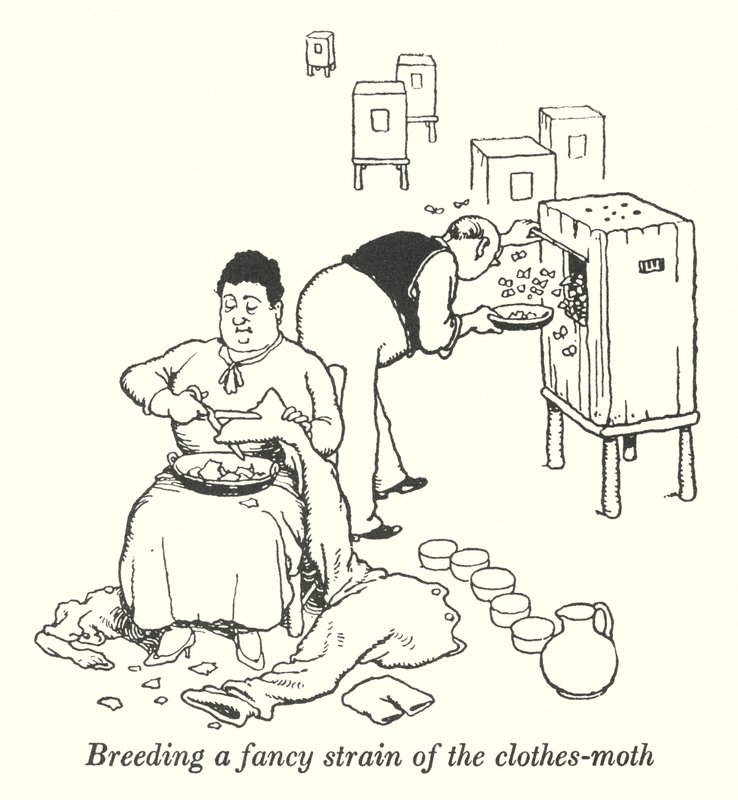 Giysi güvesinin süslü bir soyunu yetiştirmek (lito) by William Heath Robinson