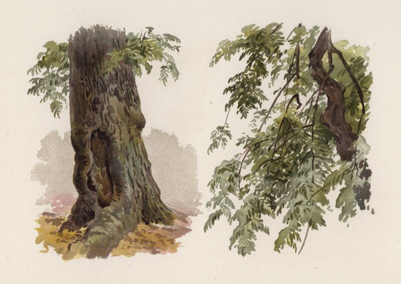 Ağaçlar: Kül (renkli taş) by William Henry James (after) Boot