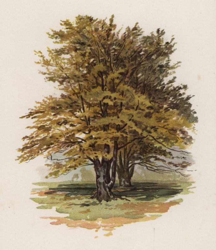 Ağaçlar: Kayın (renkli taş) by William Henry James (after) Boot
