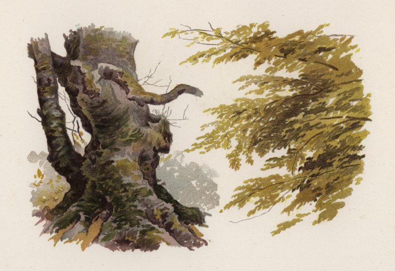 Ağaçlar: Kayın (renkli taş) by William Henry James (after) Boot