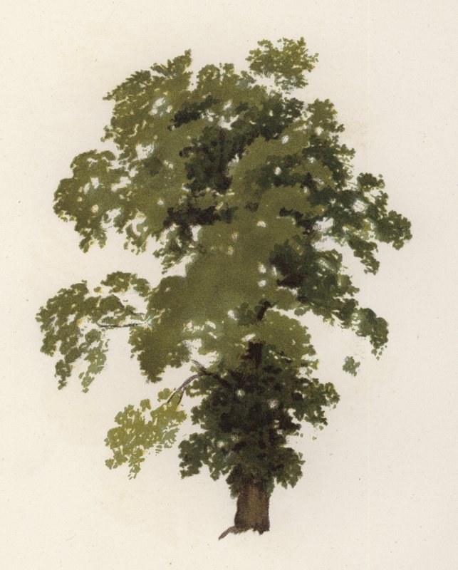 Ağaçlar: Karaağaç (renkli taş) by William Henry James (after) Boot