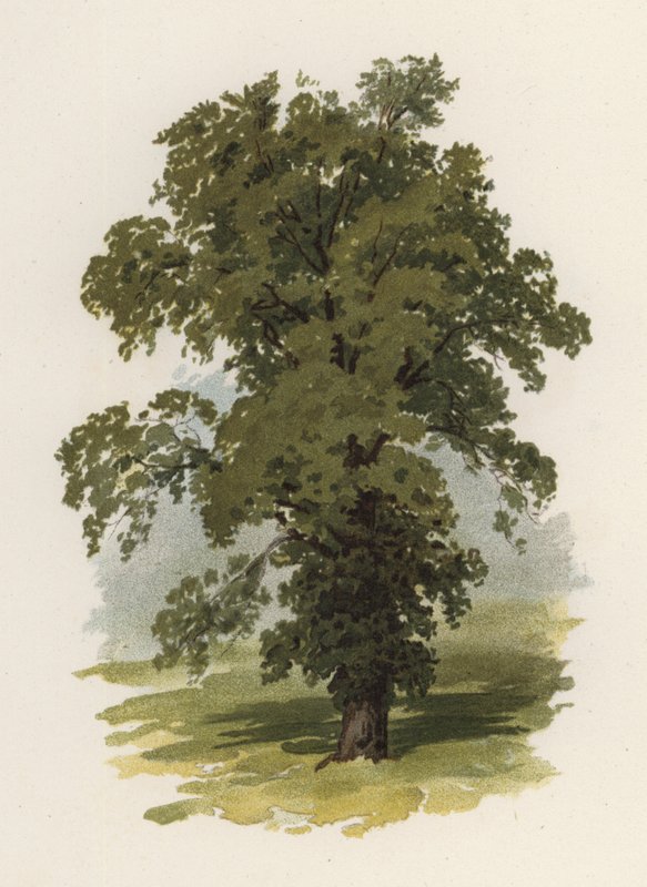Ağaçlar: Karaağaç (renkli taş) by William Henry James (after) Boot