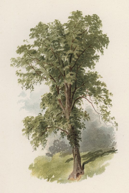 Ağaçlar: Karaağaç (renkli taş) by William Henry James (after) Boot