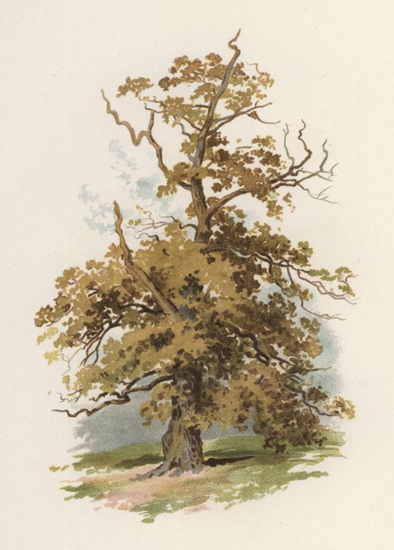 Ağaçlar: Meşe (renkli taş) by William Henry James (after) Boot