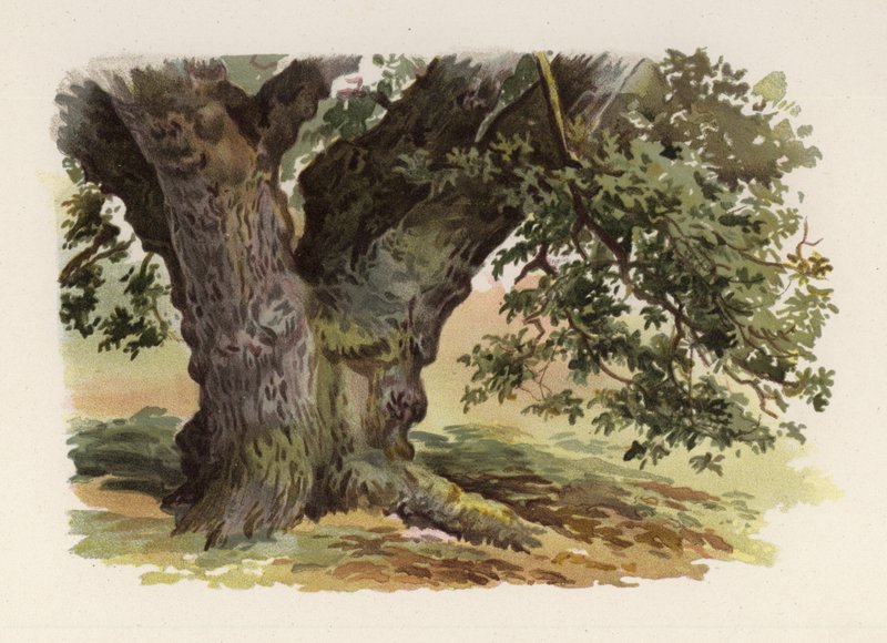 Ağaçlar: Meşe (renkli taş) by William Henry James (after) Boot