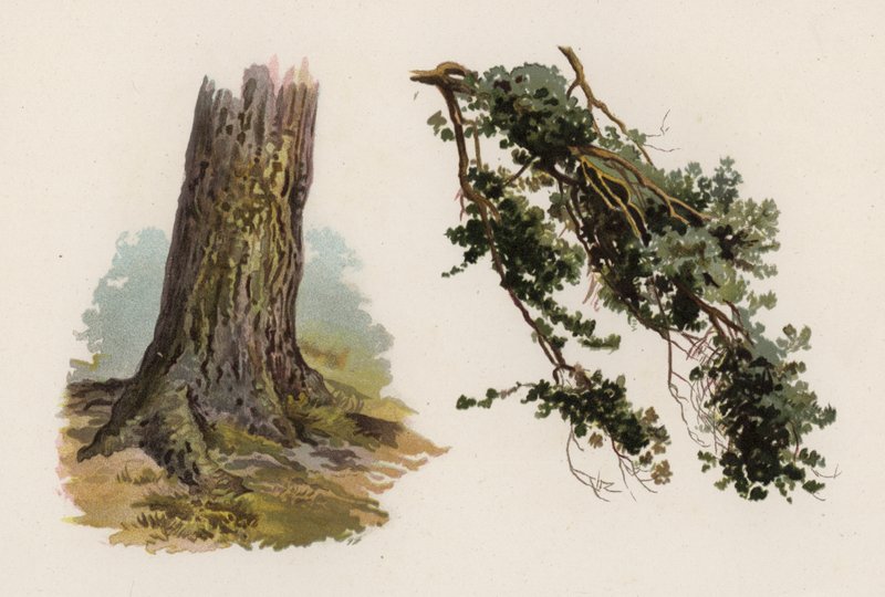 Ağaçlar: İskoç Göknarı (renkli taş) by William Henry James (after) Boot