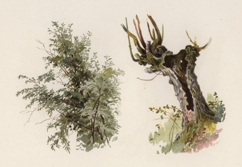 Ağaçlar: Söğüt (renkli taş) by William Henry James (after) Boot