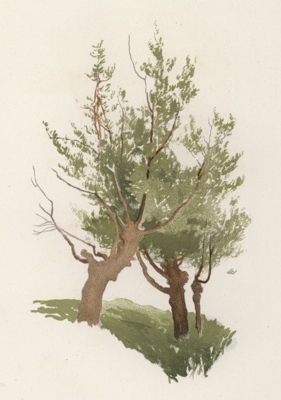 Ağaçlar: Söğüt (renkli taş) by William Henry James (after) Boot