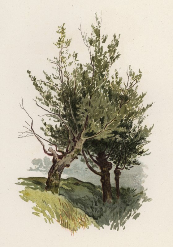Ağaçlar: Söğüt (renkli taş) by William Henry James (after) Boot