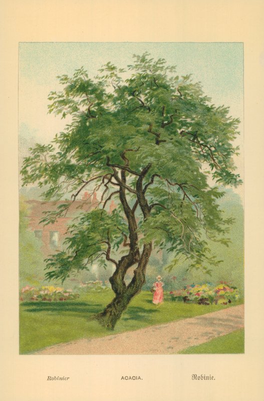 Akasya by William Henry James Boot
