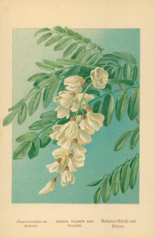 Akasya, Çiçek ve Yeşillik by William Henry James Boot