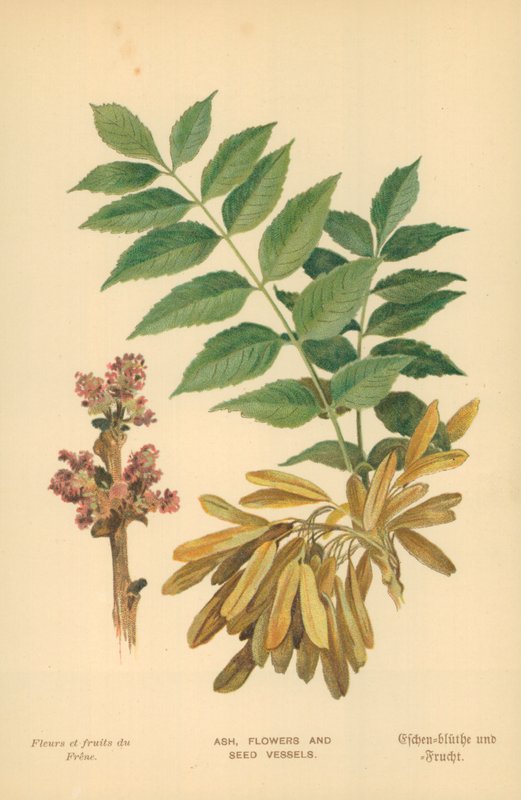 Dişbudak, Çiçekler ve Tohum Kapları by William Henry James Boot