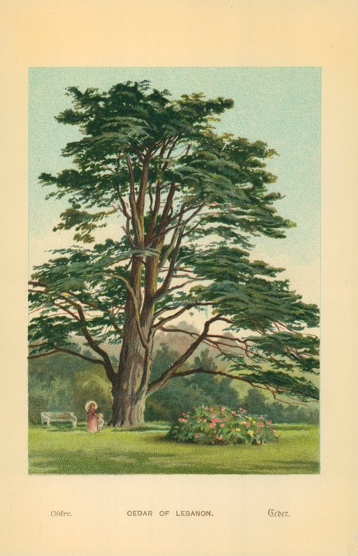 Lübnan Sediri by William Henry James Boot