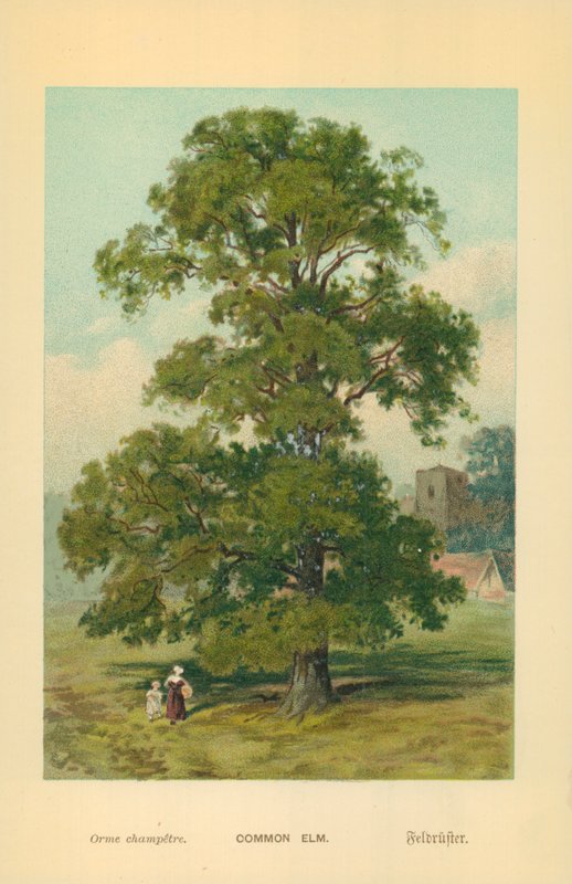 ortak karaağaç by William Henry James Boot
