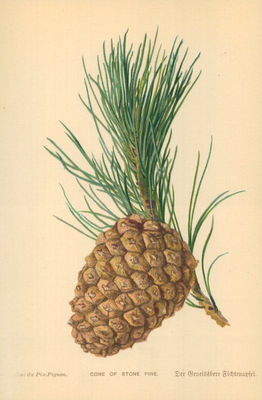 Fıstık Çamı Konisi by William Henry James Boot