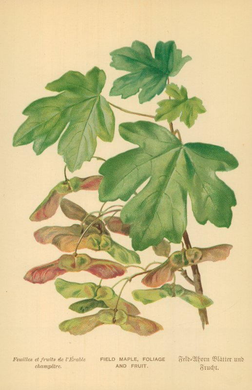 Tarla Akçaağaç, Yeşillik ve Meyve by William Henry James Boot