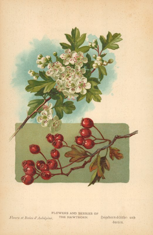 Alıç Çiçekleri ve Meyveleri by William Henry James Boot