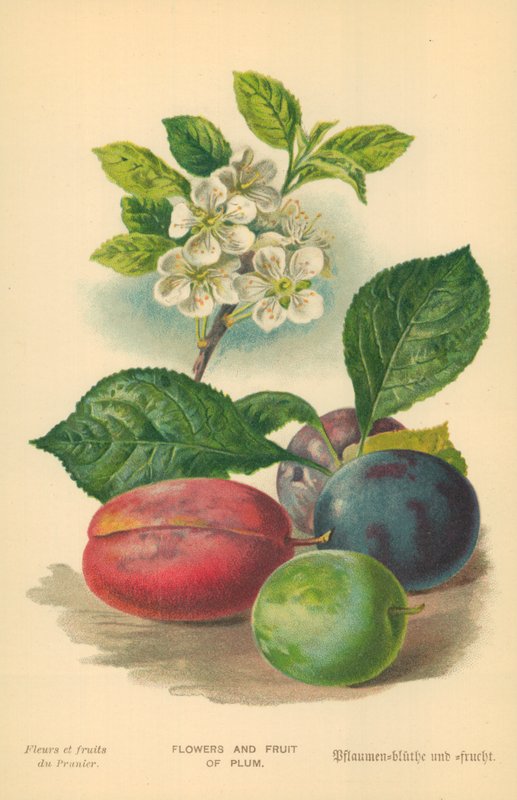 Flowers and Fruit of Plum by William Henry James Boot