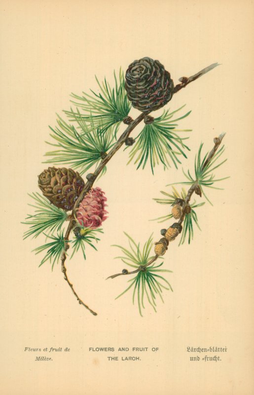 Flowers and Fruit of the Larch by William Henry James Boot