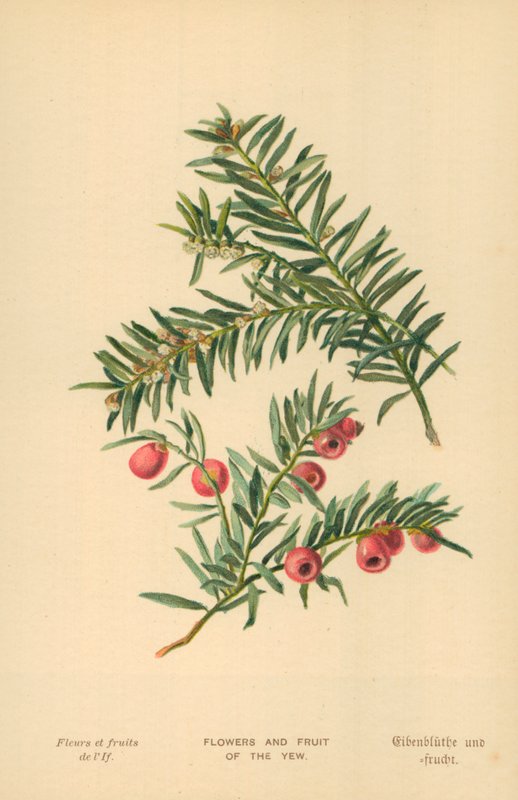 Porsuk Çiçeği ve Meyvesi by William Henry James Boot