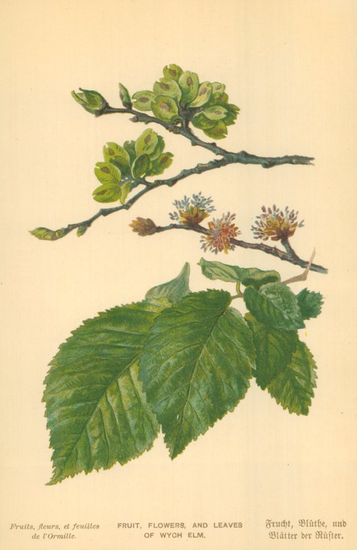 Wych Elm
