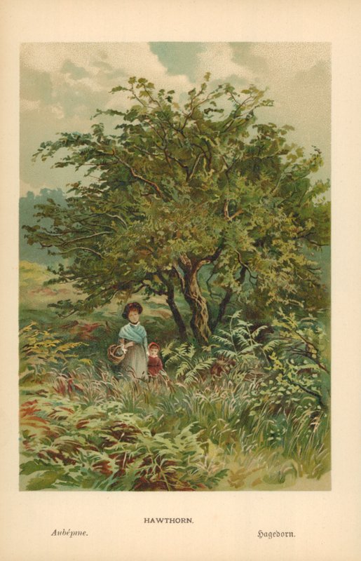 Alıç by William Henry James Boot