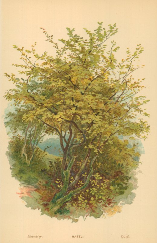 ela by William Henry James Boot