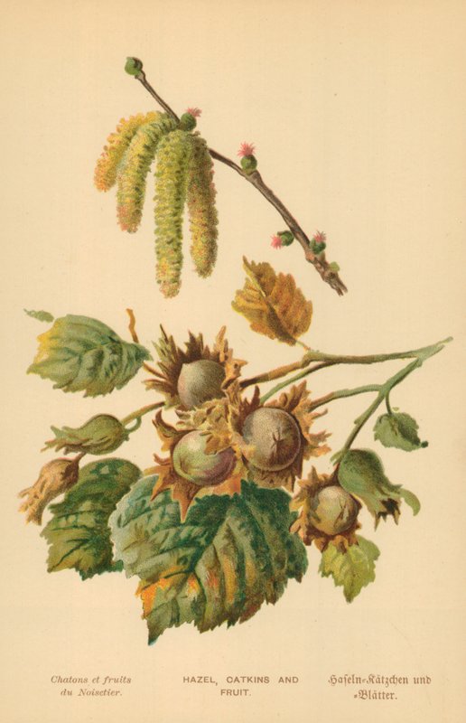 Ela, Kedicik ve Meyve by William Henry James Boot