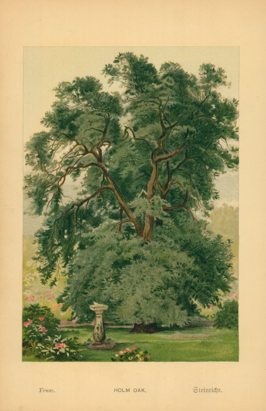 Pırnal by William Henry James Boot