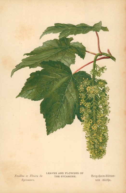 Leaves and Flowers of the Sycamore by William Henry James Boot