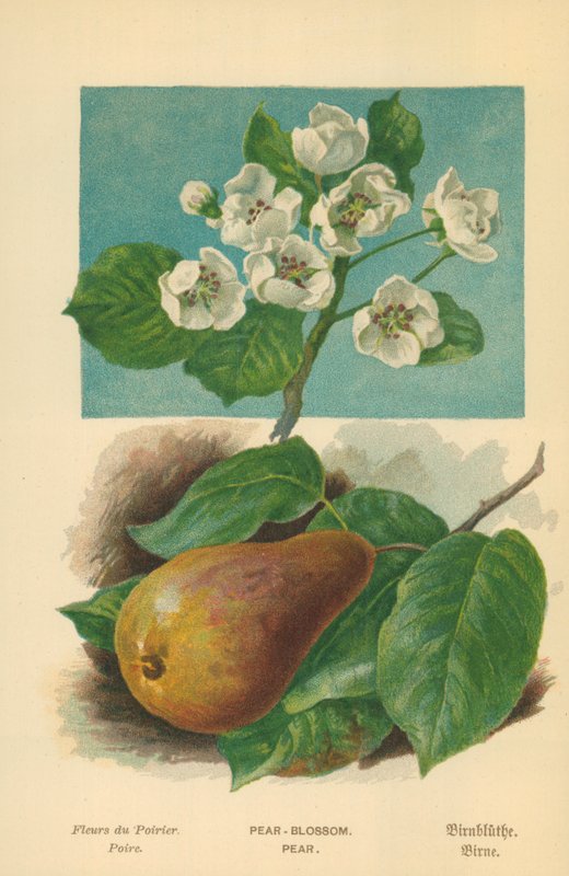 Armut Çiçeği. Armut by William Henry James Boot