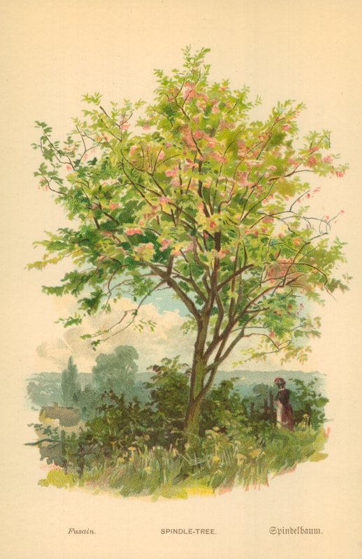 Mil-Ağaç by William Henry James Boot