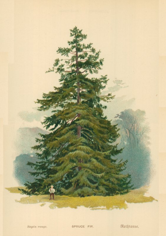 ladin köknar by William Henry James Boot