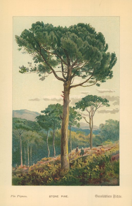 Fıstık Çamı by William Henry James Boot