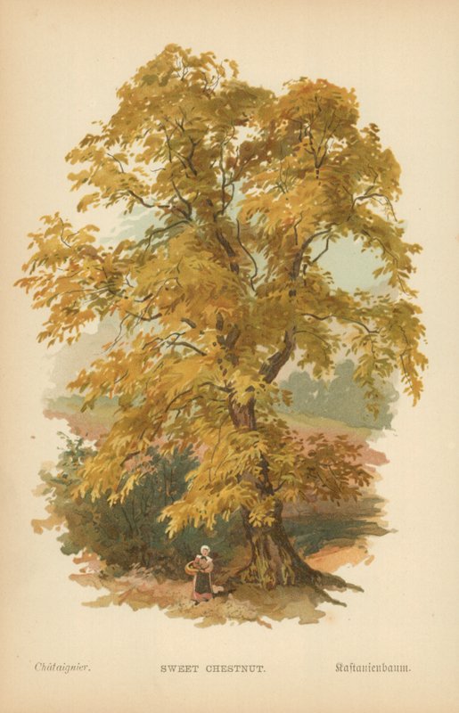 Tatlı kestane by William Henry James Boot