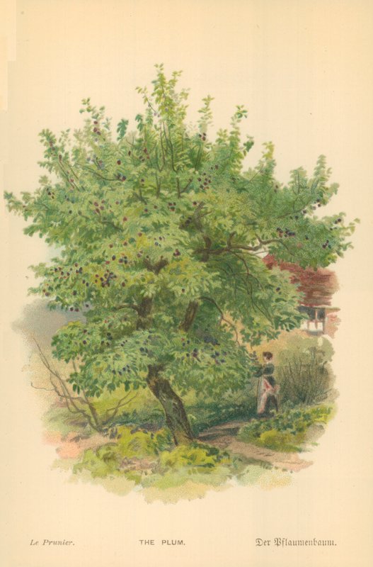Erik by William Henry James Boot