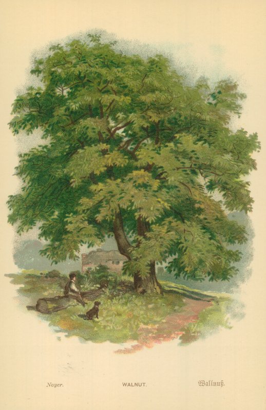 Ceviz by William Henry James Boot