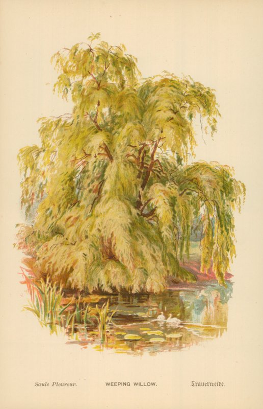 Salkım Söğüt by William Henry James Boot