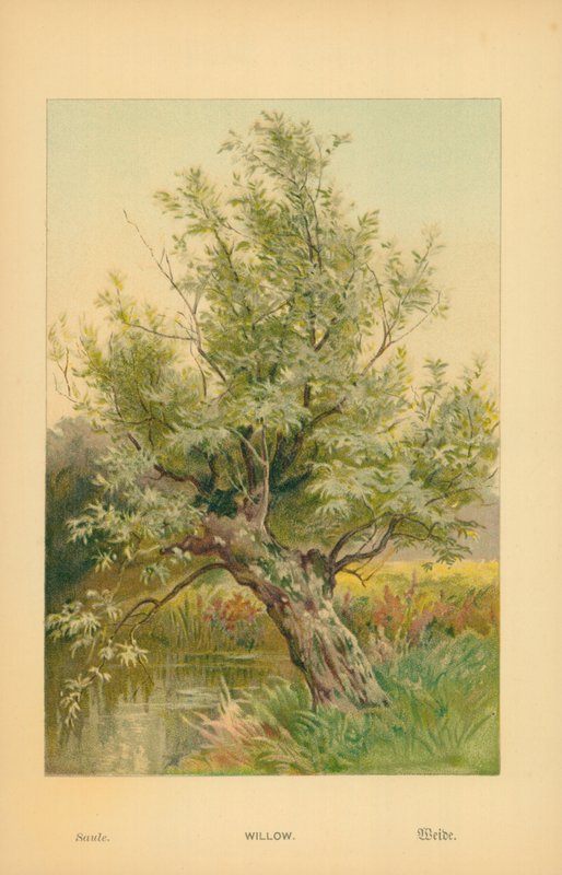 Söğüt by William Henry James Boot