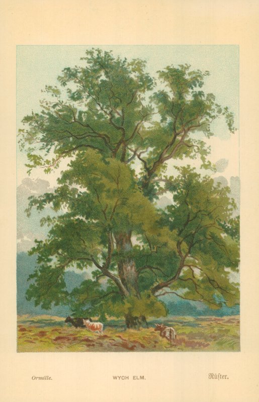 karaağaç by William Henry James Boot
