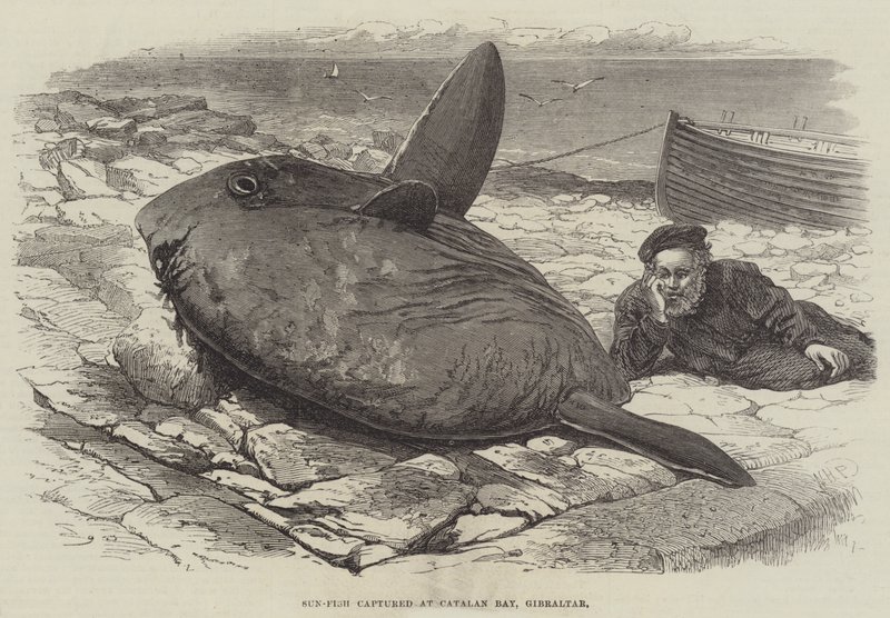 Sun-Fish, Cebelitarık Katalan Körfezi'nde yakalandı by William Henry Pike
