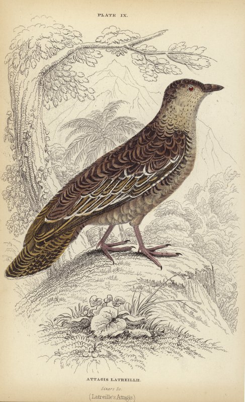 ಅಟ್ಟಗಿಸ್ ಲ್ಯಾಟ್ರೆಲ್ಲಿ ಟರ್ಕ್ by William Home Lizars