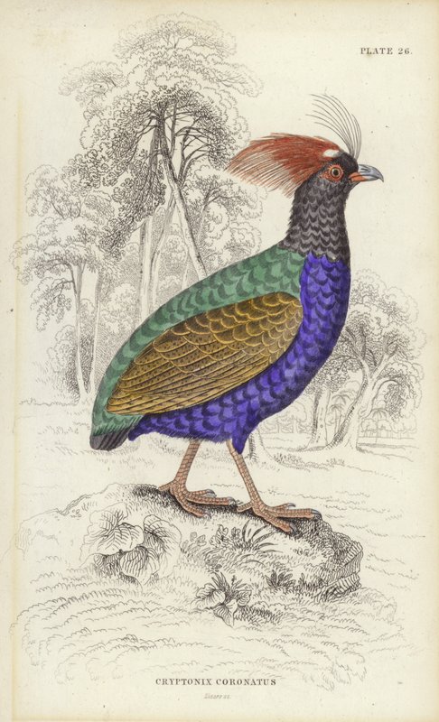 kriptonix koronatus by William Home Lizars