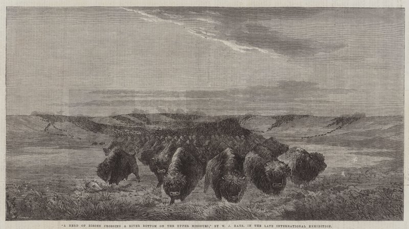 A Herd of Bisons crossing a River Bottom on the Upper Missouri, in the late International Exhibition  by William Jacob, Sr. Hays